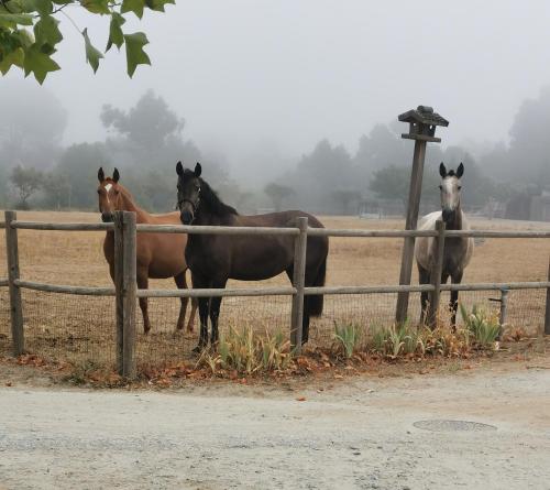 Madre De Água Hotel Rural de Charme - image 7
