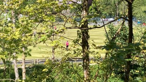 Honey Bee Cabin in Llandysul
