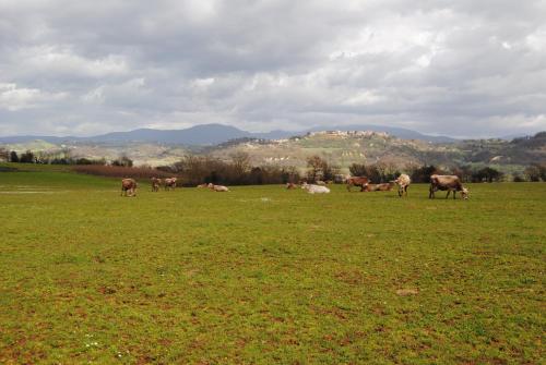 Fattoria Lucciano