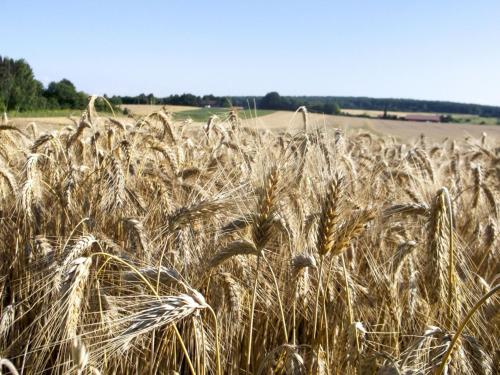 Hof am Horn - Fewos in der Natur