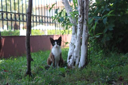  Sunray Studios in Stavros