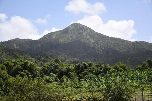 O Logis citron du Morne Jacob, Le Morne-Rouge Martinique - Location saisonnière - Le Morne-Rouge