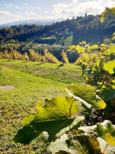 *Relax Apartment Hochgraßnitzberg* in den südsteirischen Weinbergen