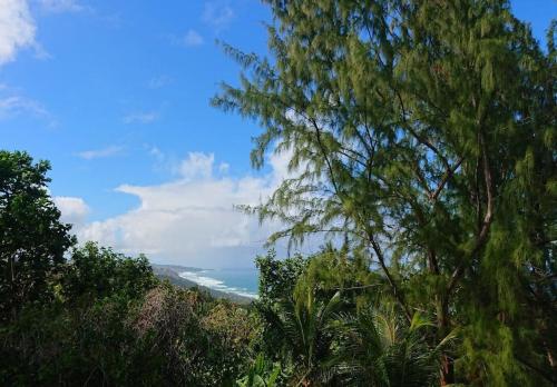 Little Diamond, Wooden Jungle House. Bathsheba.