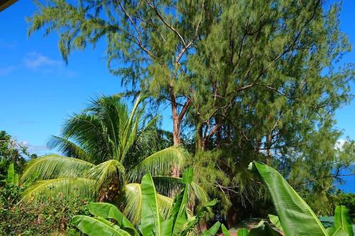 Little Diamond, Wooden Jungle House. Bathsheba.