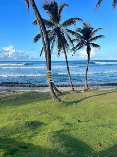 Little Diamond, Wooden Jungle House. Bathsheba.