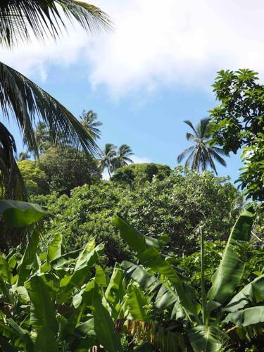 Little Diamond, Wooden Jungle House. Bathsheba.