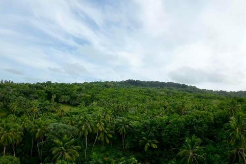 Little Diamond, Wooden Jungle House. Bathsheba.