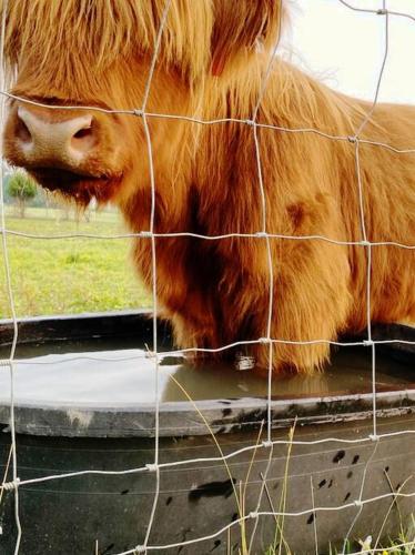 Farm Stay with Highland Cattle & Hot Tub in Eastview, USA
