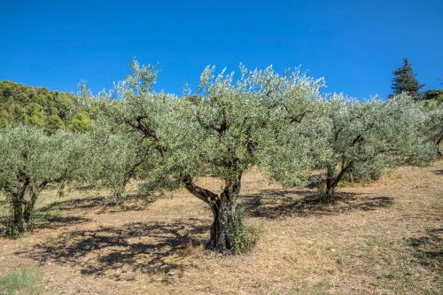 Maison tendance avec jardin, centre village, Alpilles, familles