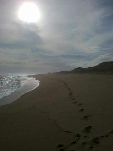 El Viento en los Sauces