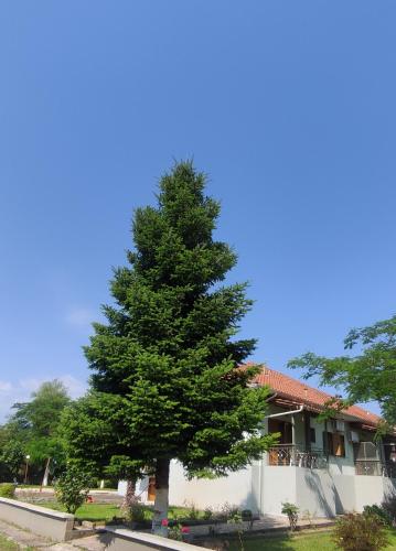  Zisis Garden Studios in Ioannina