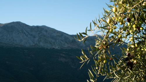 El Higuerón (Serranía de Ronda)