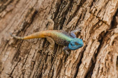 Last Word Madikwe