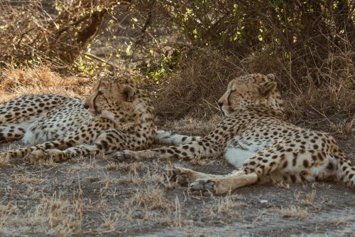 Last Word Madikwe