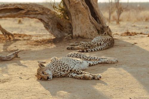 Last Word Madikwe