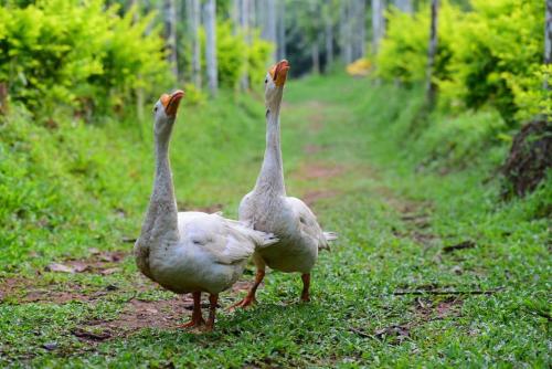 Greens Vista Wayanad - Premium Homestay Near Natural Stream