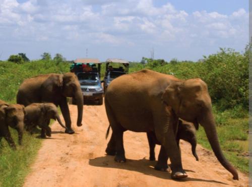 Wild Animal View Point