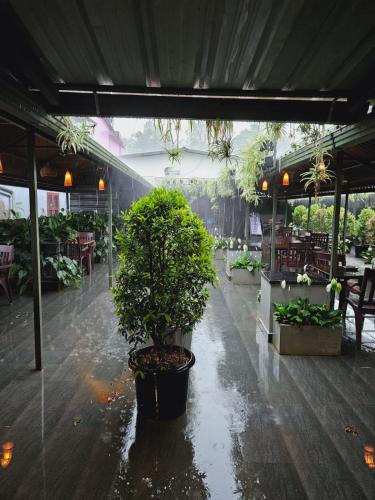 餐廳, 梅奧酒店 (Hotel Mayo) in 米南戈迪