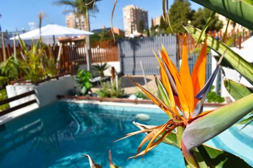 APART TURISTICOS MARINE REST LA MANGA MAR MENOR piscinas privadas 3