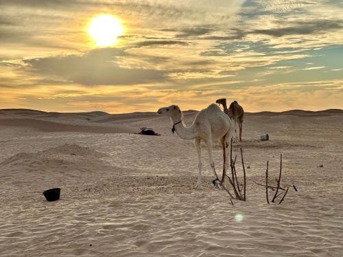 Luxury Camp Dunes Insolites Sabria