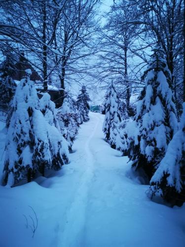 Cabana Valea Rea, Boga in Pádis