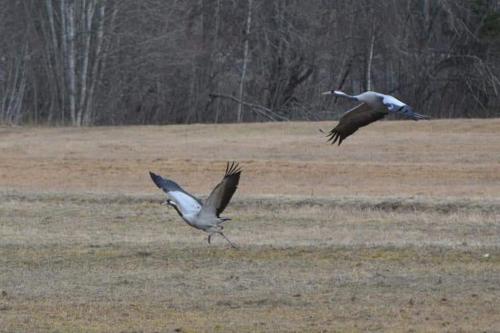 Surrounding environment, LadansLoft in Backa