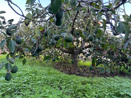 Casa La Oliva Casa La Oliva