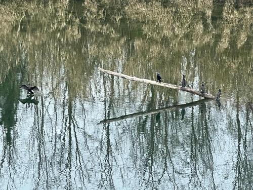 View of the Gardon River from our balcony Pont du Gard is just behind the rive