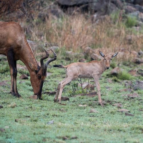 Black Rhino Game Lodge