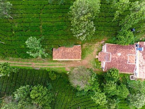 Sil tea estate villa in Lovedale