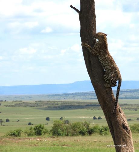 Oseki Maasai Mara Camp