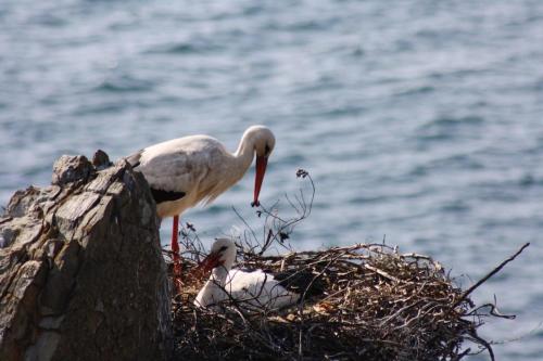 Refúgio do Almograve in Almograve