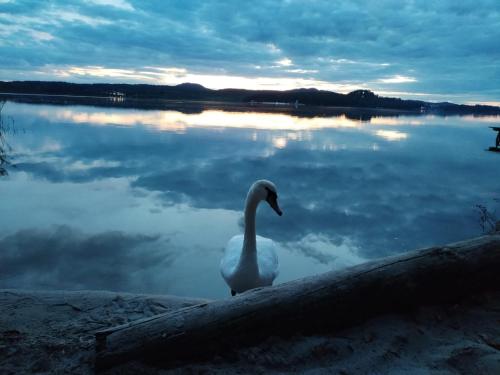 Chatky U Davida Máchovo jezero