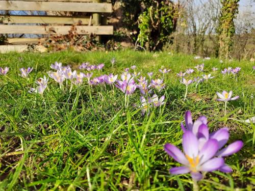 Ceridwen Glamping, double decker bus and Yurts