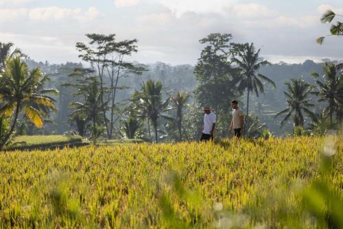 Wapa di Ume Ubud