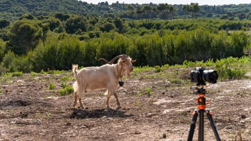 Zante Hidden Hills Zante Hidden Hills