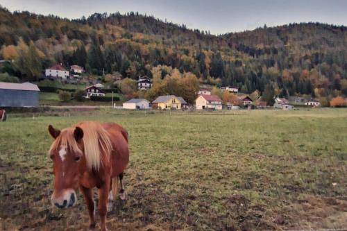 Le Vivaldi, Au cœur du massif vosgien avec terrain de pétanque