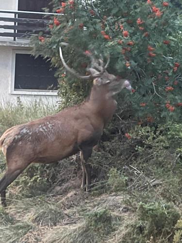 LA PERLE DES CAILLOUX EXCEPTIONNEL et COSY LA PERLE DES CAILLOUX EXCEPTIONNEL et COSY