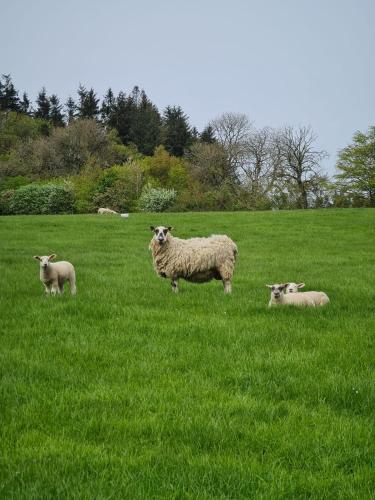 Bruxie Holiday Cottages - River Cottage in Mintlaw