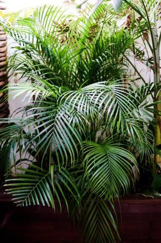 Super centric house 3 Kingsize and private garden in Tulum, Mexico