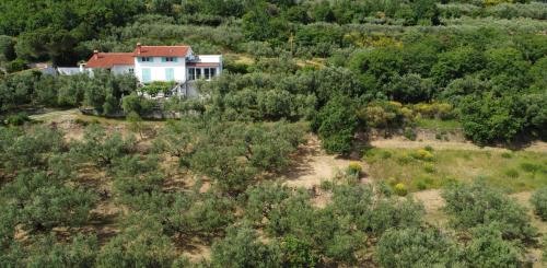 House among olive trees with a sea view 3