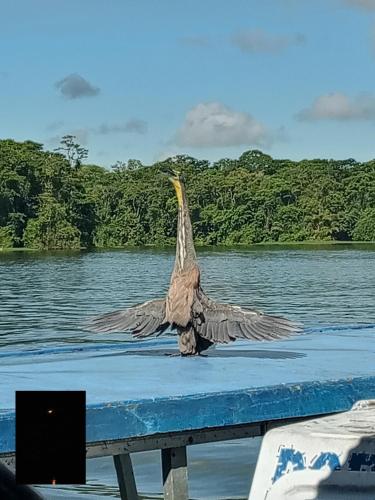 Backpakers Tortuguero Princesa del Río
