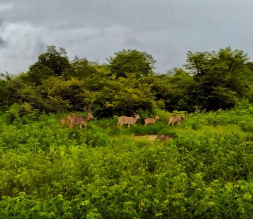 Secret River Side Safari Lodge