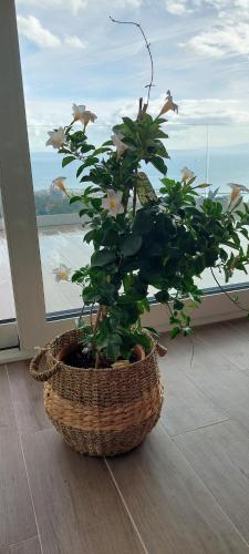 Drenova view, Rijeka (zdjęcie 8)