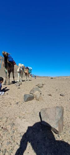 Mhamid wild Trekking Camels