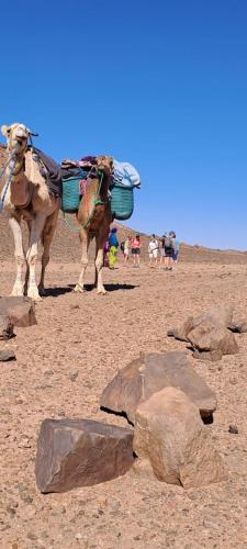 Mhamid wild Trekking Camels