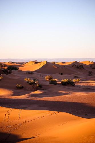 Mhamid wild Trekking Camels