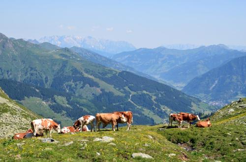 Sport en activiteiten, Scheibenhof in Gamskarkogel