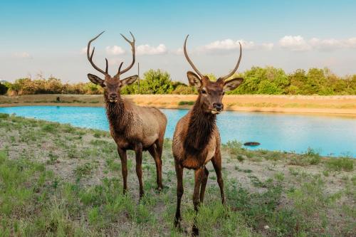 Bent Creek Lodge in Springtown, USA